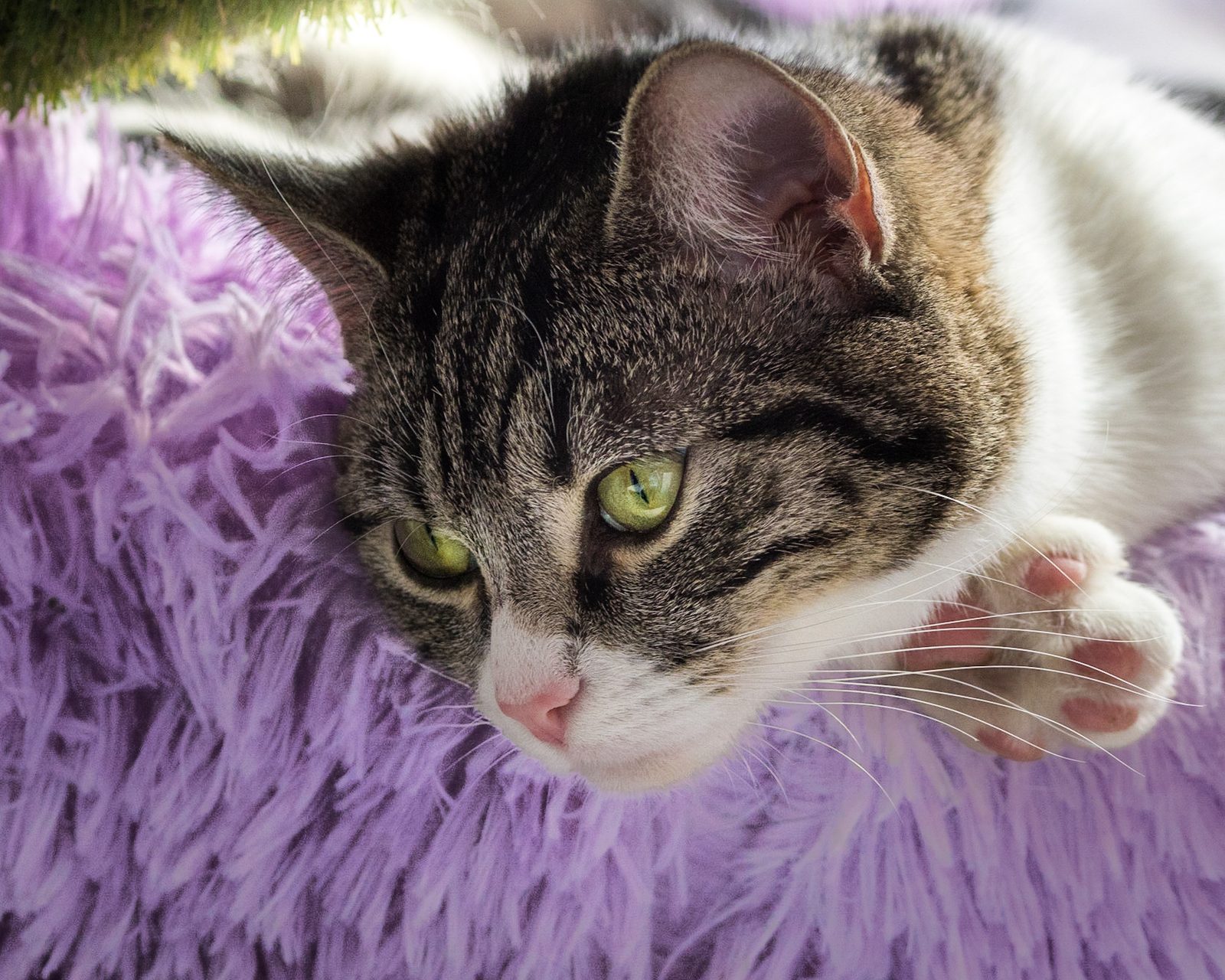 Purrple Cat Cafe in Glasgow