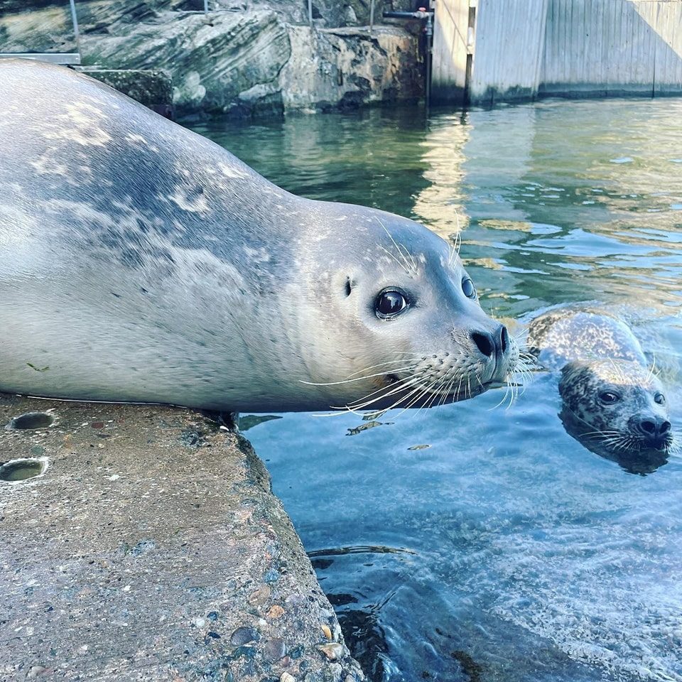 St Andrews Aquarium in St Andrews