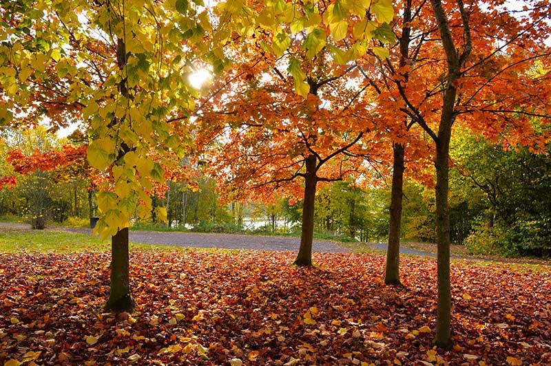 Strathclyde Country Park in Motherwell