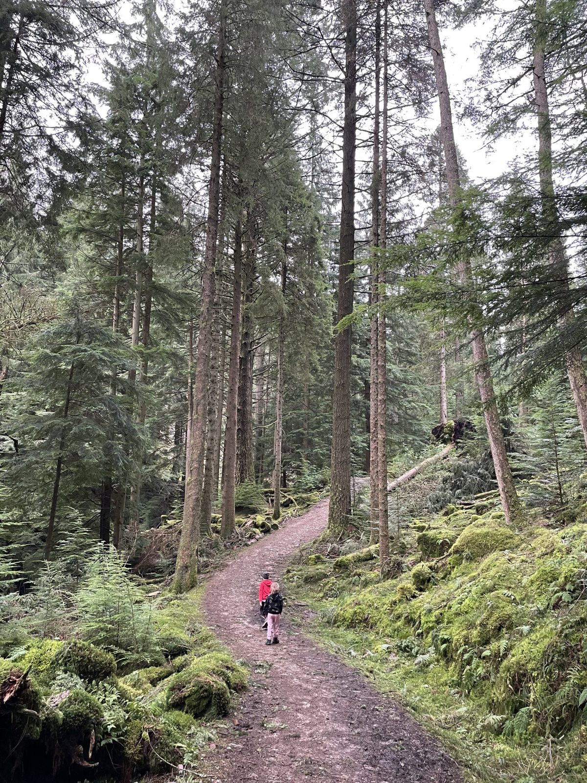Puck's Glen in Dunoon